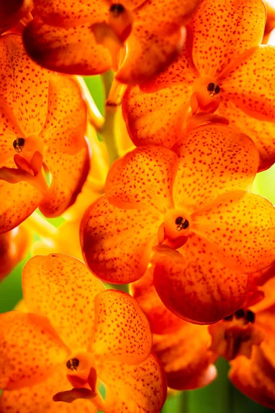 Vista Perto Uma Planta Exótica Manchada Tangerina Vanda Orquídea Flor — Fotografia de Stock