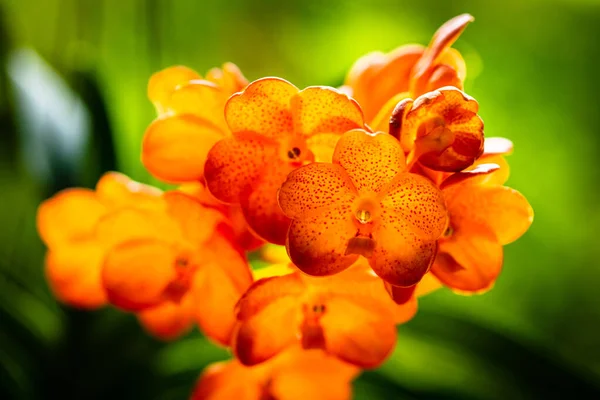 Close Widok Egzotycznej Plamistej Mandarynki Vanda Orchidei Roślin Rozkwicie — Zdjęcie stockowe