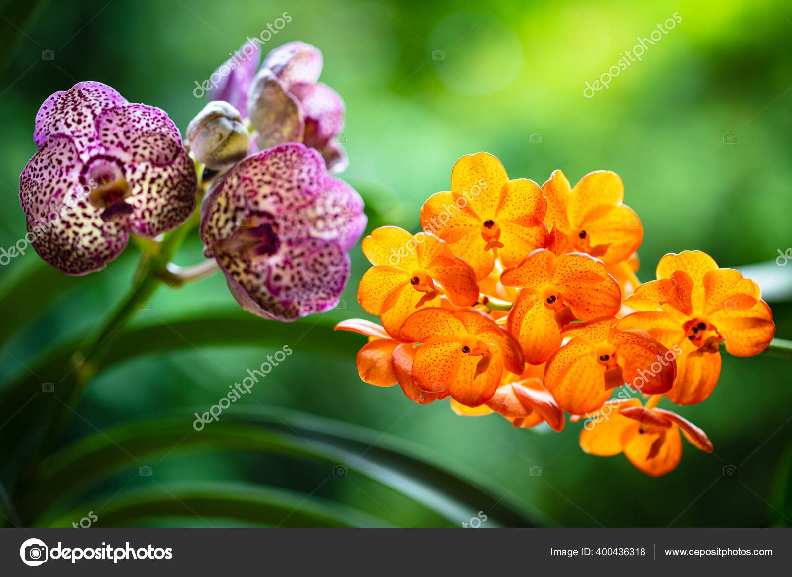 Vue Rapprochée Des Plantes Exotiques Mandarine Tachetée D'orchidée Vanda  Tache image libre de droit par fotoluminate © #400436318