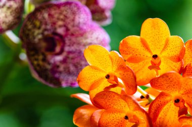 Egzotik benekli mandalina ve siyah noktalı vanda orkidesi bitkilerinin yakın görüntüsü..