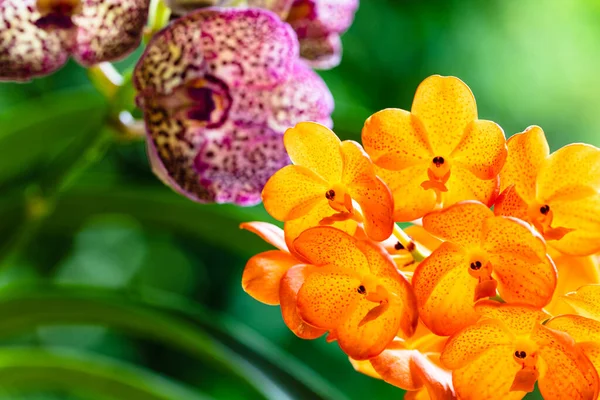 Vista Perto Tangerina Manchada Exótica Plantas Orquídea Mancha Preta Flor — Fotografia de Stock
