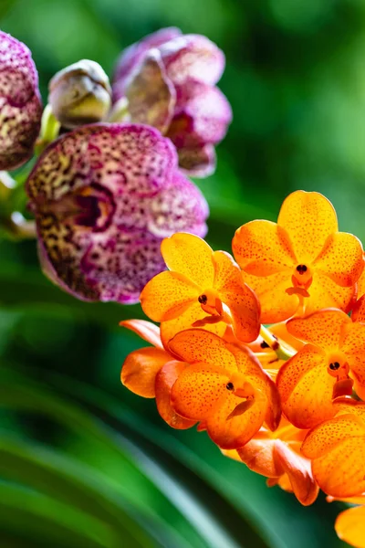 Vista Perto Tangerina Manchada Exótica Plantas Orquídea Mancha Preta Flor — Fotografia de Stock