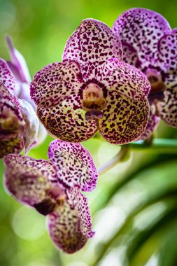 Egzotik siyah nokta vanda orkidesinin çiçek açtığı yakın plan görüntüsü.