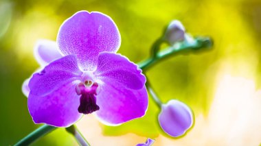 Güzel mor vanda orkide çiçeklerinin çiçek açışını yakından izle..