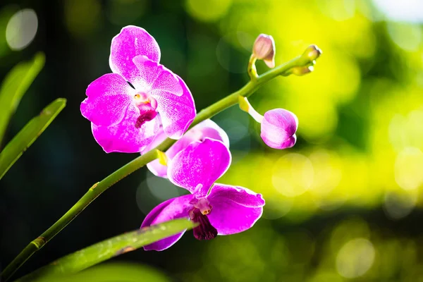 Vue Rapprochée Des Plantes Exotiques Mandarine Tachetée D'orchidée Vanda  Tache image libre de droit par fotoluminate © #400436318