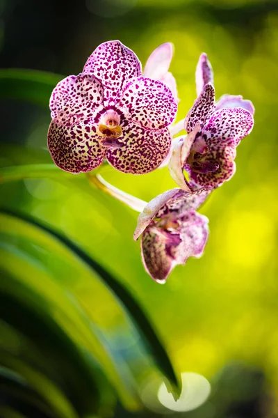 Vue Rapprochée Des Plantes Exotiques Mandarine Tachetée D'orchidée Vanda  Tache image libre de droit par fotoluminate © #400436318