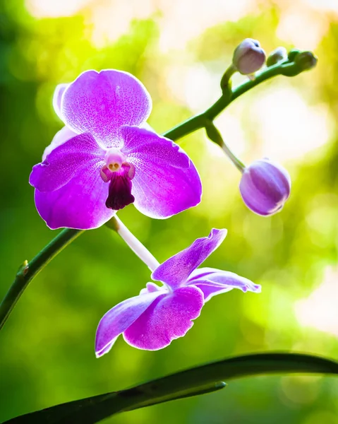 Vue Rapprochée Belles Fleurs Orchidée Vanda Pourpre Fleur — Photo