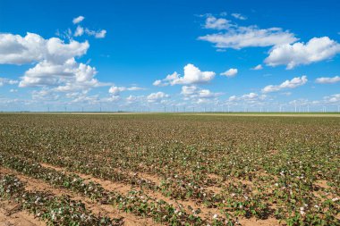 Teksas 'ın merkezinde yel değirmenleriyle pamuk tarlası