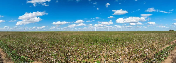 德克萨斯州中部一个有风车的棉花田的全景 — 图库照片