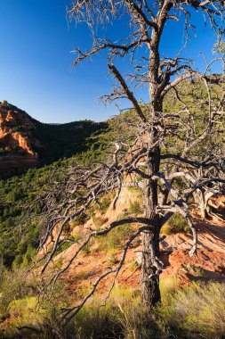 Sedona, Arizona 'daki Merry Go Round Rock' tan güzel bir manzara..