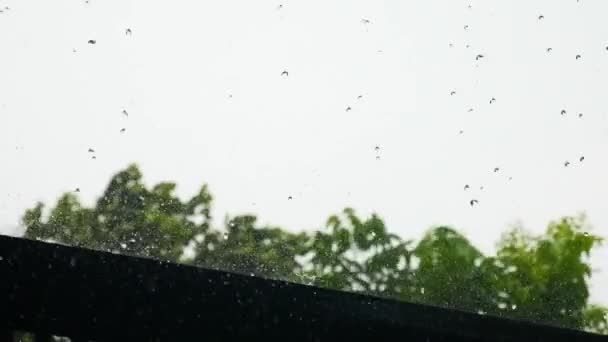 Det Regnigt Och Blåsigt Idag — Stockvideo