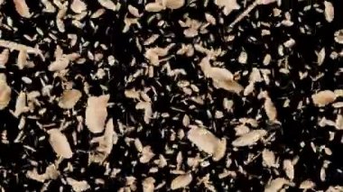 Siyah arka planda kuru yapraklar yere düşüyor..