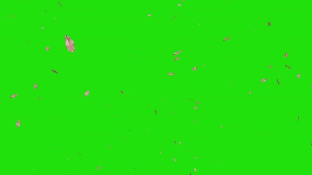 Suché listy padající na zem se zelenou obrazovkou pozadí. — Stock video