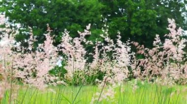 Hafif esintili yeşil çimen tarlası.