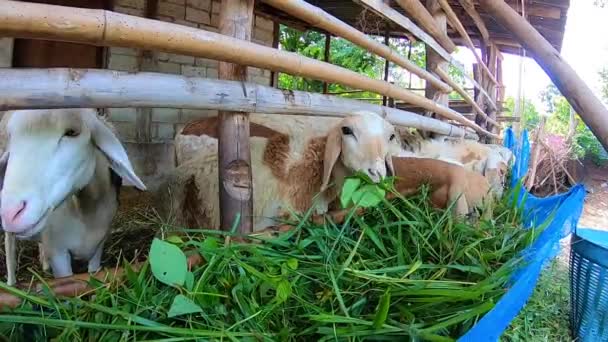 Las Ovejas Están Comiendo Hierba Una Pequeña Granja — Vídeo de stock