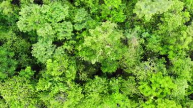 Ormanın havadan görünüşü.