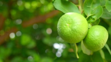 Yeşil doğa geçmişi olan limonlar.