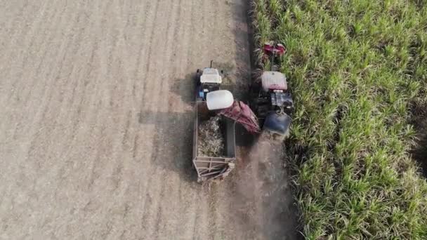 サトウキビ収穫の空中像 — ストック動画