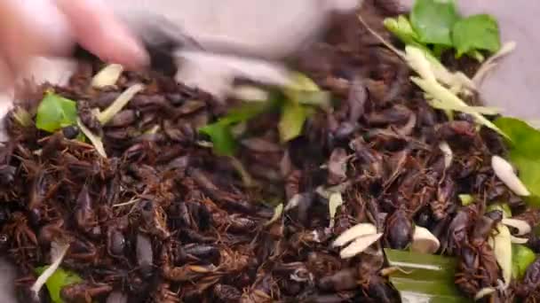 Smažené Cvrčci Jeden Pouličních Potravin Thajsku Musíte Vyzkoušet — Stock video