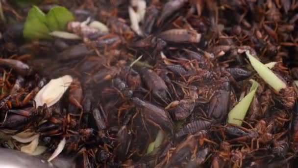 Grilos Fritos Dos Alimentos Rua Tailândia Você Deve Tentar — Vídeo de Stock