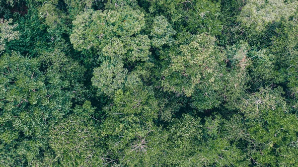 Vista Aérea Floresta — Fotografia de Stock