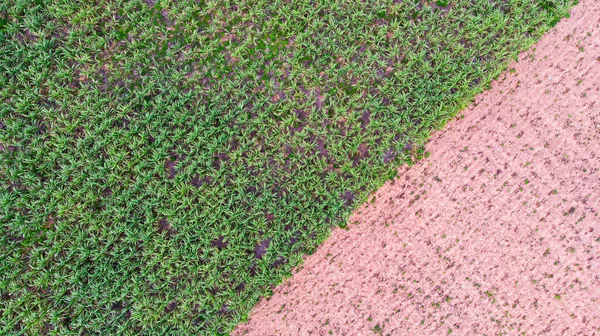 Vista Aérea Canavial — Fotografia de Stock