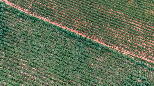 Vista Aérea Campo Mandioca — Fotografia de Stock