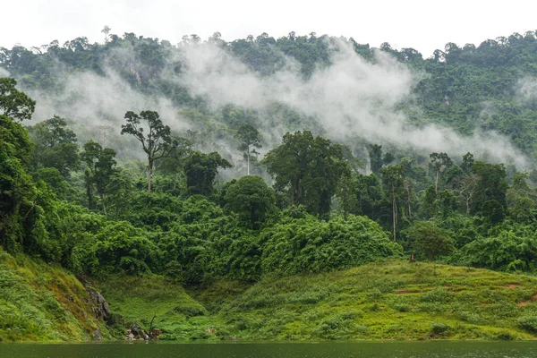 Nebel Bedeckt Den Grünen Wald — Stockfoto