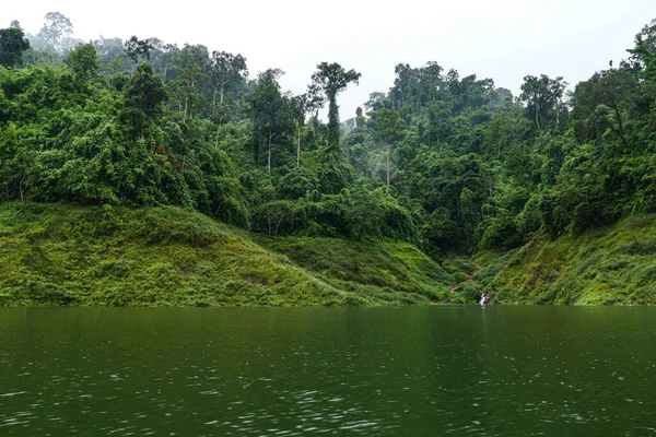 Fogs Cover Green Forest — Stock Photo, Image