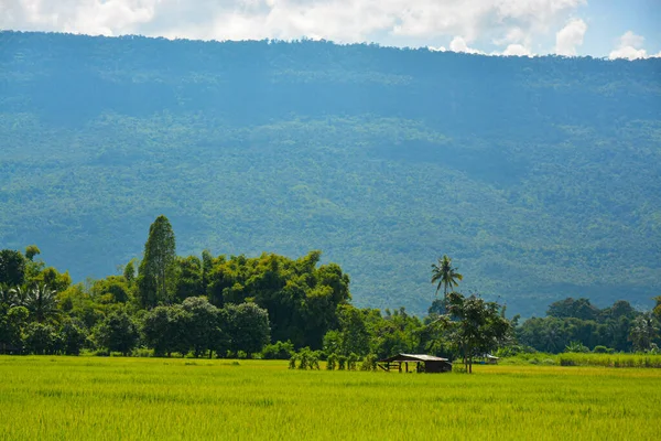 Rice Paddy Field Thailand — Stock Photo, Image