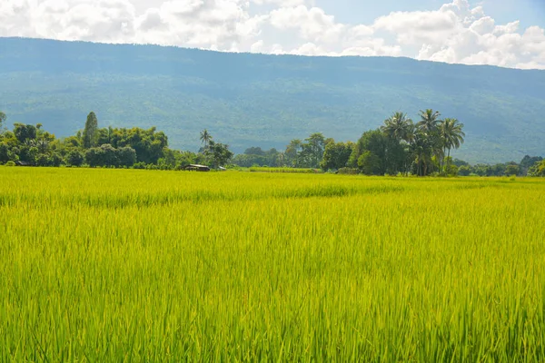 Arrozal Tailandia — Foto de Stock