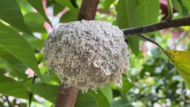 Tarımsal Böceklerin Kapanışı Şeker Elması Meyvesini Yok Ediyor .