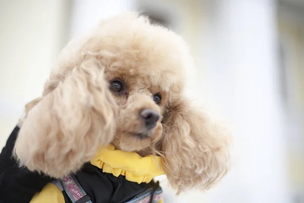 Kışlık giysiler içinde kaniş köpeği, portre.