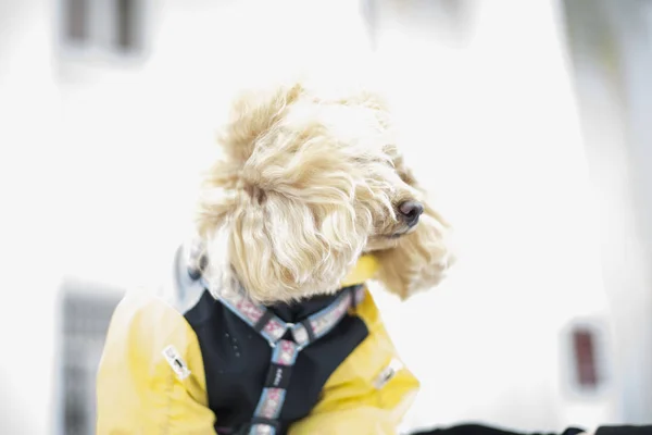 Pudelhund Winterkleidung Portrait — Stockfoto