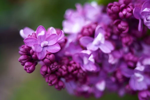 Lilac plant flowers and blossoms macro close up — Stock Photo, Image