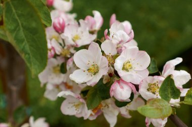 Elma ağacı beyaz çiçekler ve baharda yapraklar