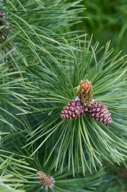 Çam ağacı yeni filizi koni makrosu ile yakın çekim