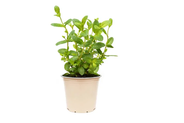 Máta peprná zelená rostlina rostoucí na bílém pozadí izolované — Stock fotografie