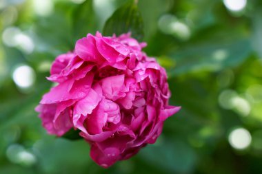 Pion büyük pembe çiçek makro yeşil arkaplanda yağmur damlaları ile kapalı 