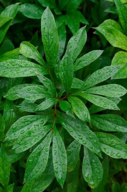 Çiçeksiz yağmur damlaları ile yeşil yaprak 