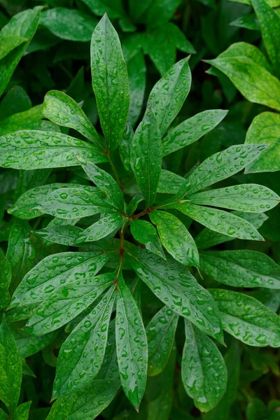 Çiçeksiz yağmur damlaları ile yeşil yaprak 
