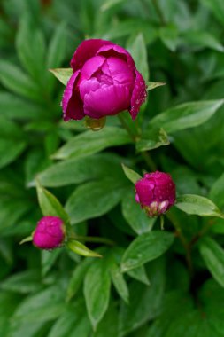 Yeşil bulanık arkaplanda yağmur damlası olan pion çiçeği tomurcukları 