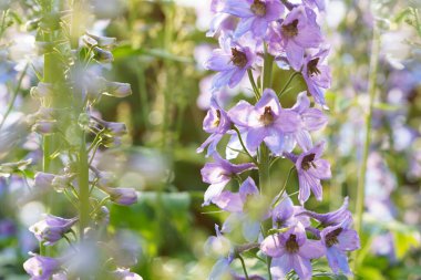 Yapraklarında güneş ışığı olan mavi menekşe dezenyum. 