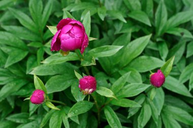 Yeşil bulanık arkaplanda yağmur damlası olan pembe pion çiçekleri 