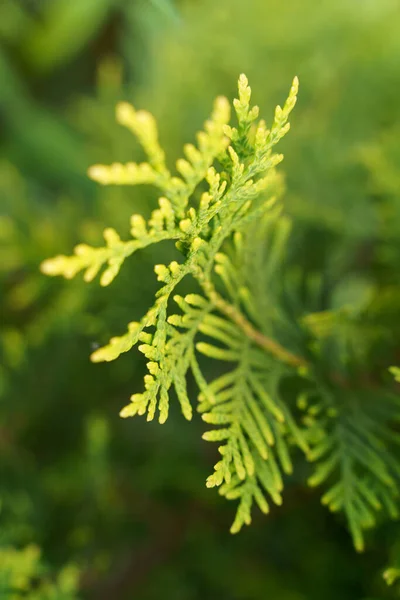 Bud av pion blomma med regn droppe på grön suddig bakgrund — Stockfoto