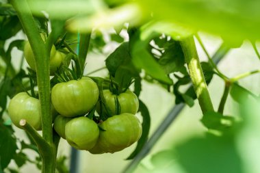 Dalın üzerinde yeşil domatesler yetişiyor. Bahçe yaprakları da yeşil.