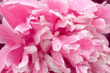 Pion büyük pembe çiçek makrosu yağmur damlalarıyla kapanır