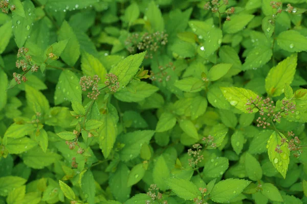 Hojas de arbusto verde Spirea y gotas de lluvia —  Fotos de Stock