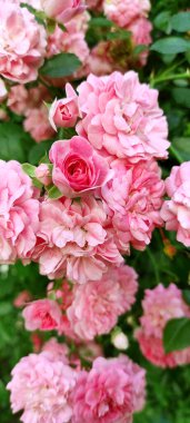 Yeşil yapraklı ve tomurcuklu pembe güller..