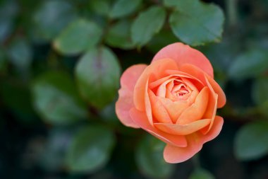 Yeşil arka plan bulanık yeşil yapraklı pembe gül çiçeği